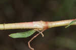 Pennsylvania smartweed